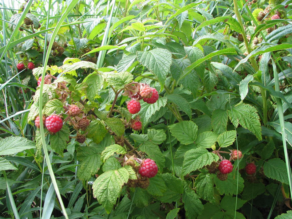 http://www.florelaurentienne.com/flore/Groupes/Spermatophytes/Angiospermes/Dicotyles/050_Rosacees/images/Rubus_idaeus_002_950.jpg