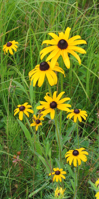 Rudbeckia_hirta_003_350.jpg