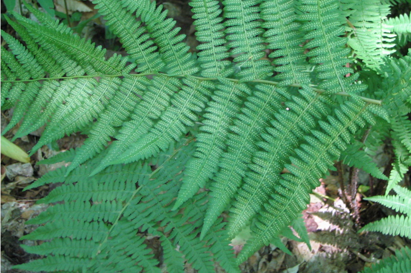 ATHYRIUM filix-femina - Fougère