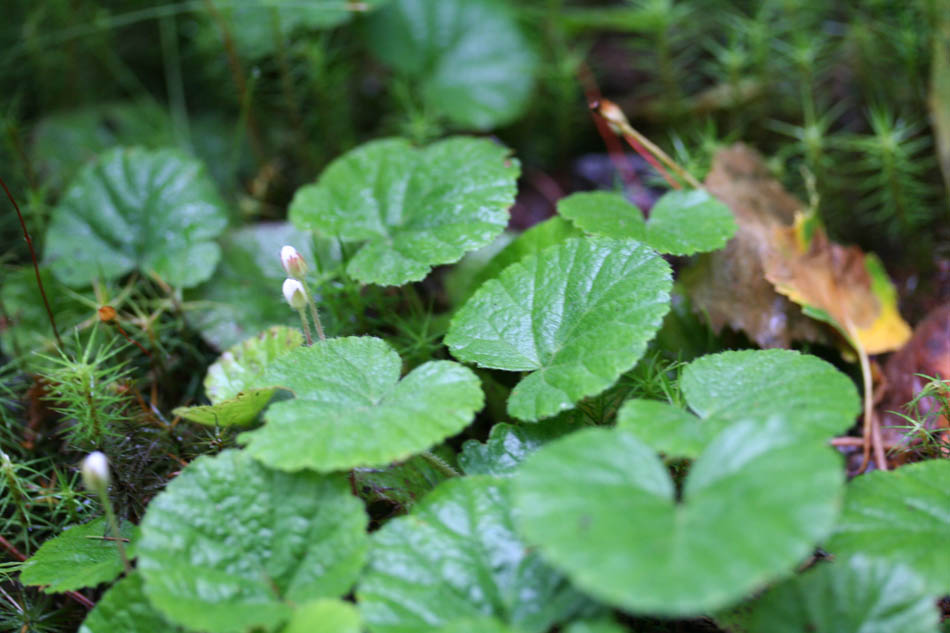 14. 00. DALIBARDA Kalm, DALIBARDE, plante vivace herbacée à tige rampante.