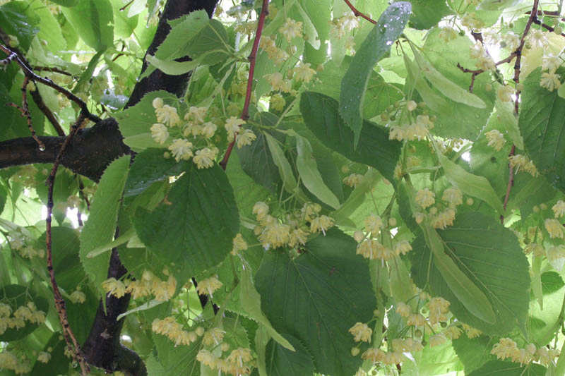 Tilleul d'Amérique - Tilia americana - Le Jardin du Pic Vert