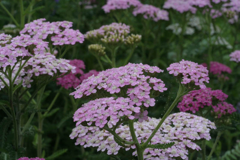 Flore du Québec :: Présentation = Achillée millefeuille [Achillea  millefolium]