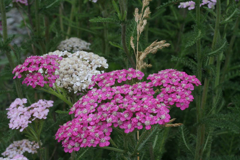 Flore du Québec :: Présentation = Achillée millefeuille [Achillea  millefolium]